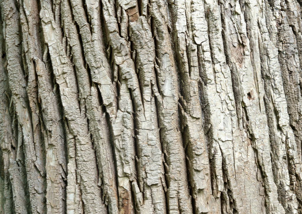 構(gòu)樹(shù)樹皮